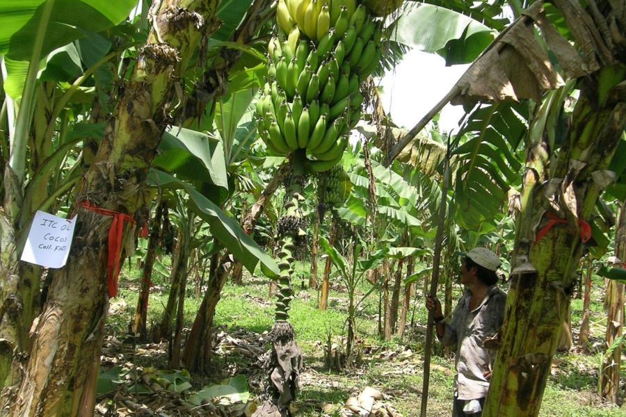 Cocos 种质封面照片