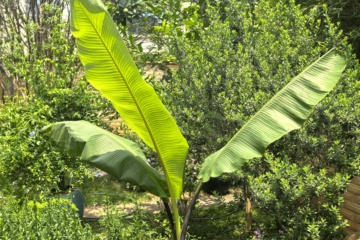 LEI-A01 2027-08-12 观察照片